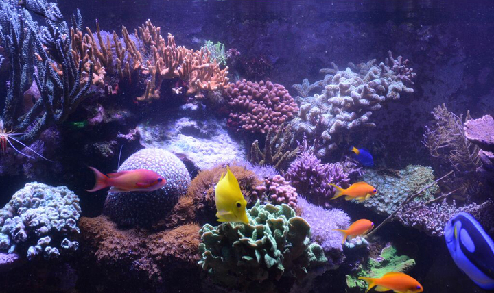 Océan d'intérieur-Aquariums-Aquarium en haute mer-0 - photo 2