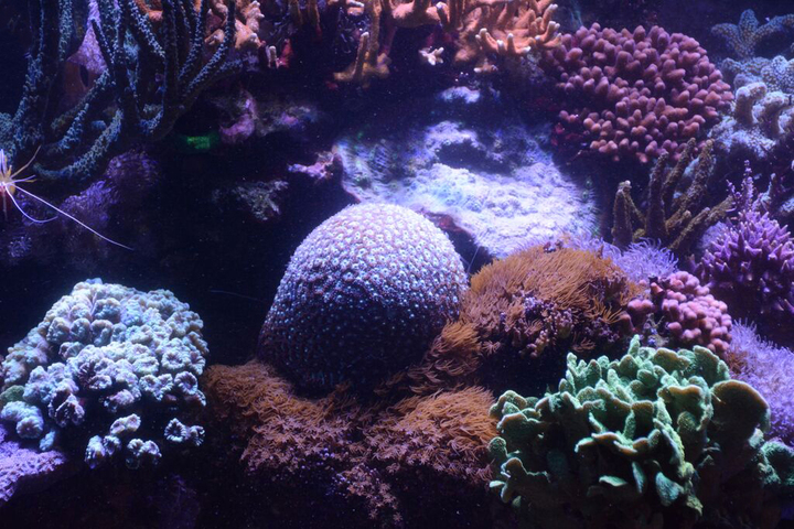 Océan d'intérieur-Aquariums-Aquarium en haute mer-0 - photo 1