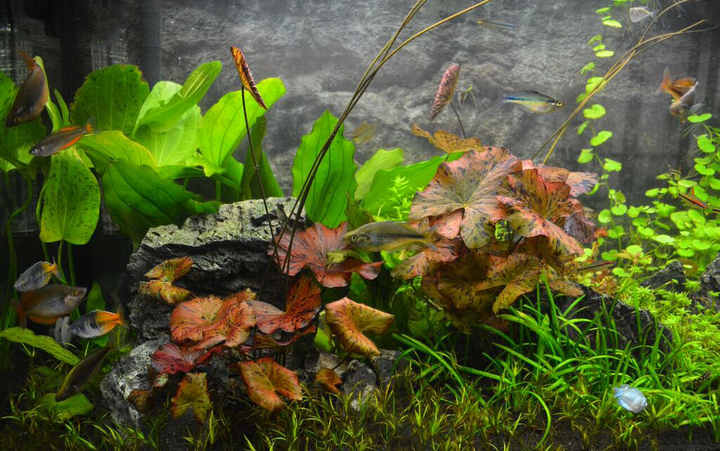 Océan d'intérieur-Aquariums-Nage en eaux douces-0 - photo 1