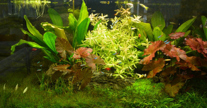 Océan d'intérieur-Aquariums-Nage en eaux douces-0 - photo 2