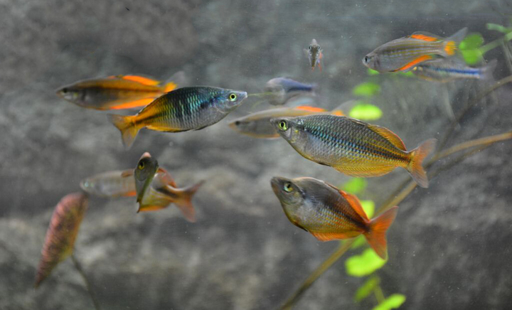 Océan d'intérieur-Aquariums-Nage en eaux douces-0 - photo 3