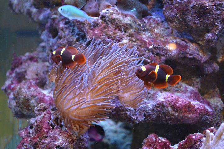 Océan d'intérieur-Aquariums-Colorful Aquarium-0 - photo 2