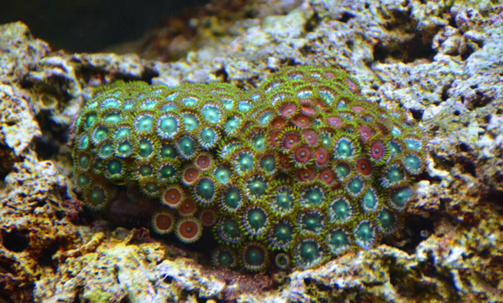 Océan d'intérieur-Aquariums-Colorful Aquarium-0 - photo 3