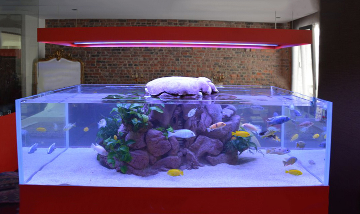 Océan d'intérieur-Aquariums-Quelques projets atypiques-0 - photo 2