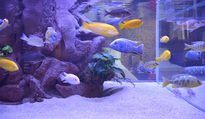 Océan d'intérieur-Aquariums-Quelques projets atypiques-0 - photo 3