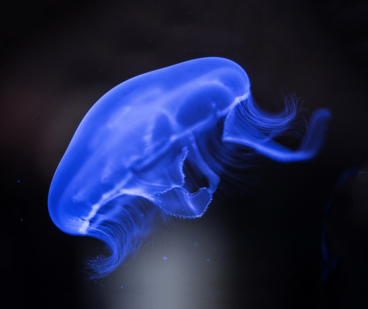 Océan d'intérieur-Aquariums-Les méduses-0 - photo 1