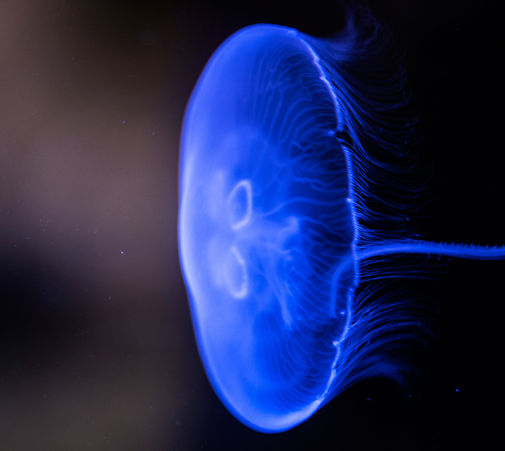Océan d'intérieur-Aquariums-Les méduses-0 - photo 2