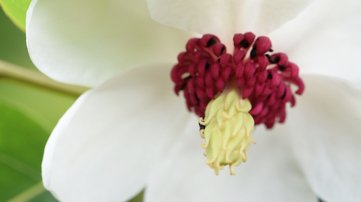 Domaine des Rochettes-Pépinièriste-Les magnolias-0 - photo 1