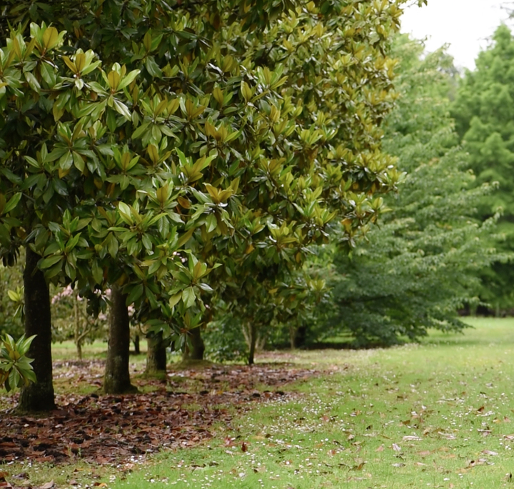 Domaine des Rochettes-Pépinièriste-Les magnolias-0 - photo 2