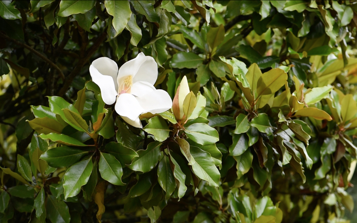 Domaine des Rochettes-Pépinièriste-Les magnolias-0 - photo 3