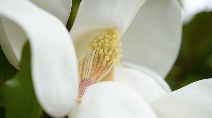 Domaine des Rochettes-Pépinièriste-Les magnolias-0 - photo 4