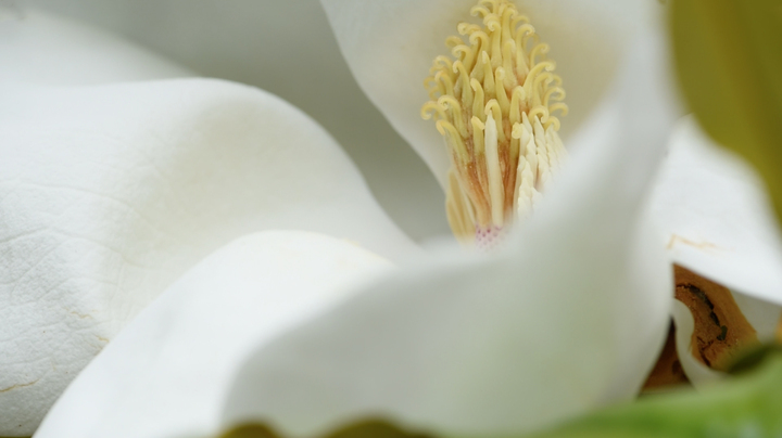 Domaine des Rochettes-Pépinièriste-Les magnolias-0 - photo 1