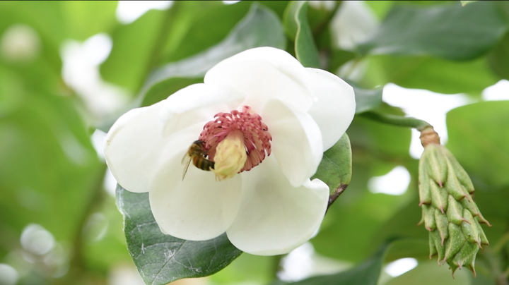 Domaine des Rochettes-Pépinièriste-Les magnolias-0 - photo 2