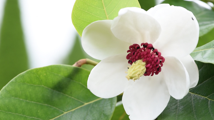 Domaine des Rochettes-Pépinièriste-Les magnolias-0 - photo 3