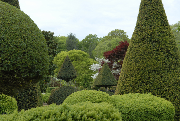 Domaine des Rochettes-Pépinièriste-Les topiaires-0 - photo 1