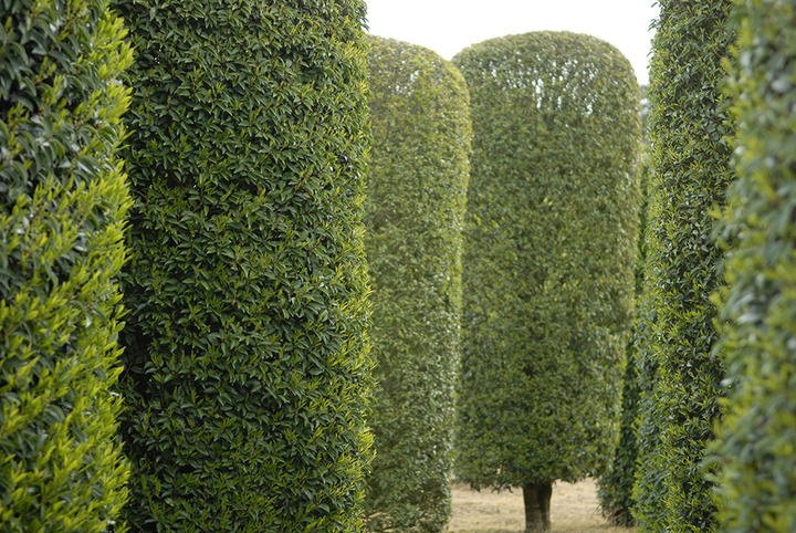 Domaine des Rochettes-Pépinièriste-Les topiaires-0 - photo 3