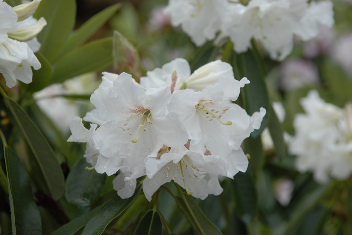 Domaine des Rochettes-Pépinièriste-Les rhododendrons-0 - photo 1