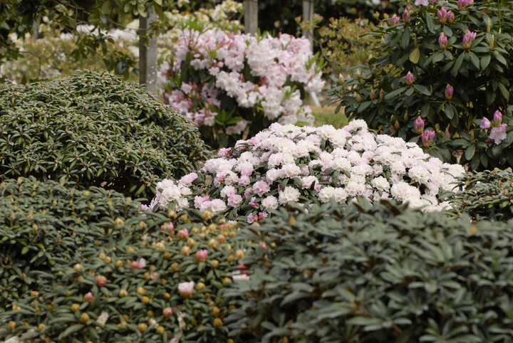 Domaine des Rochettes-Pépinièriste-Les rhododendrons-0 - photo 2