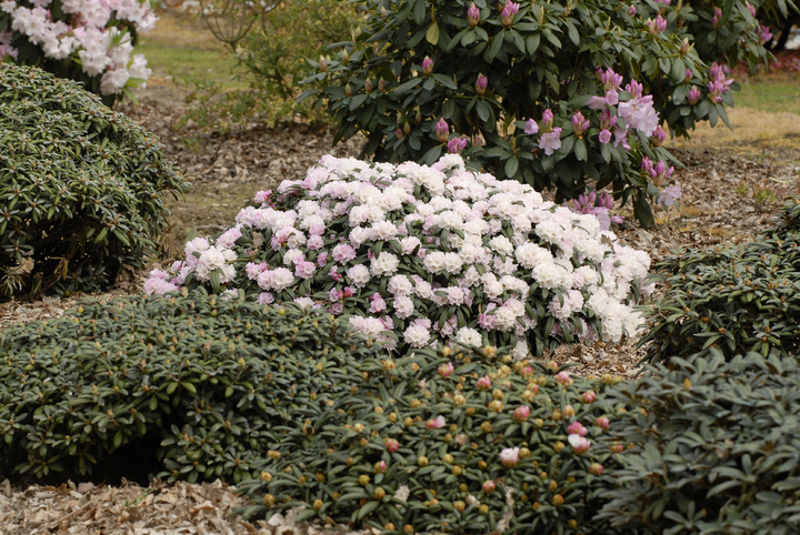 Domaine des Rochettes-Pépinièriste-Les rhododendrons-0 - photo 3