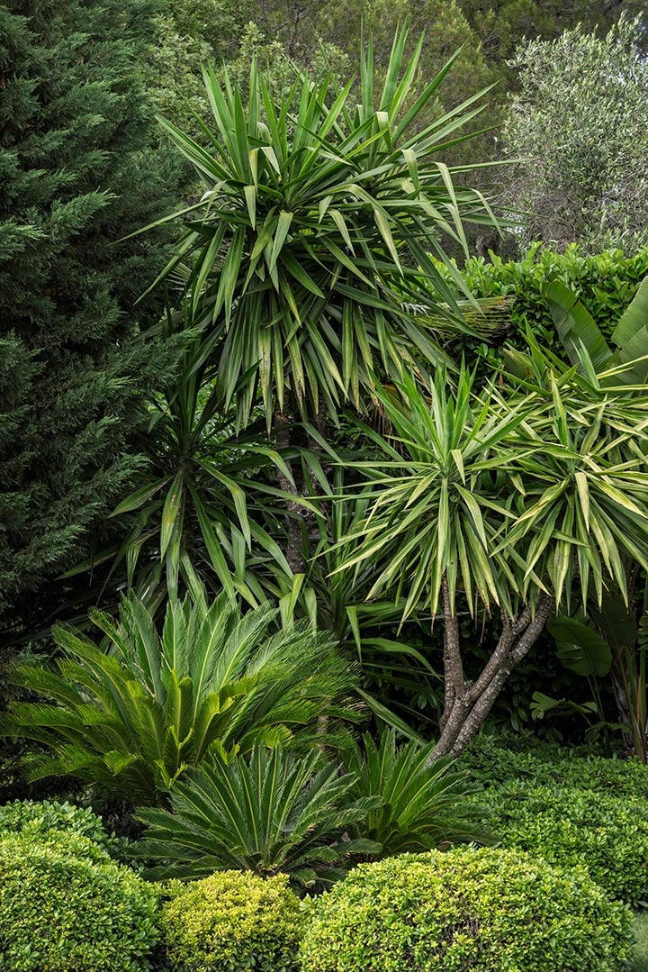 Geneviève Cabiaux-Paysagiste-Provence rêvée-Jardin - photo 1