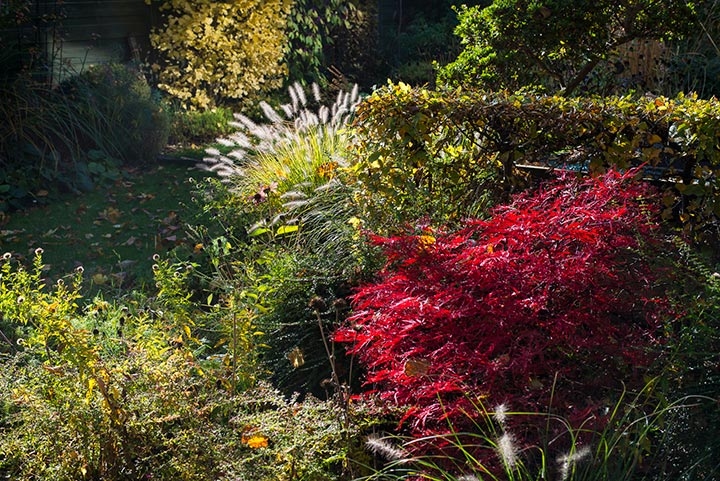 Opus Paysage-Paysagiste-Le jardin des quatre saisons-Jardin - photo 4