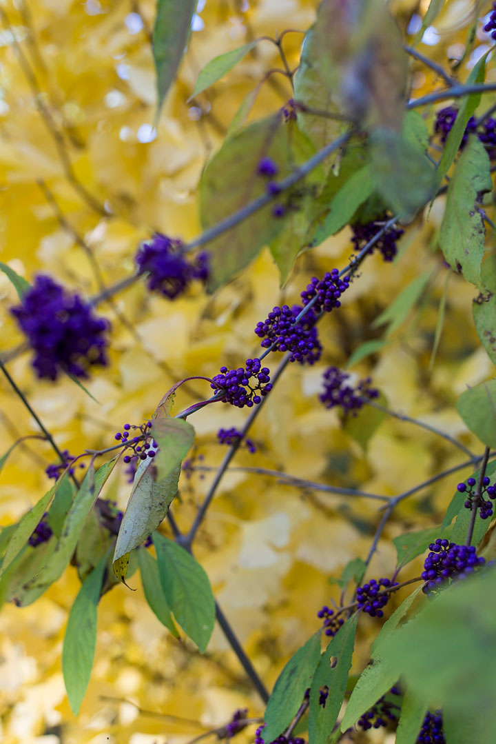 Opus Paysage-Paysagiste-Le jardin des quatre saisons-Jardin - photo 1