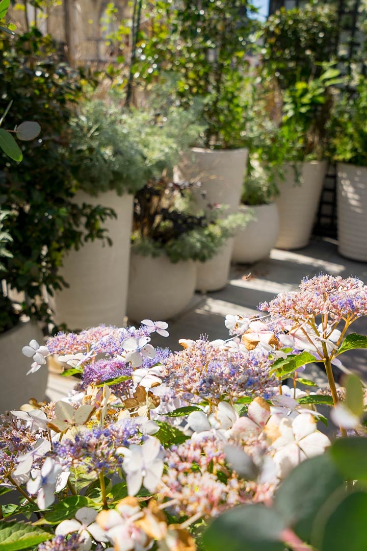 Opus Paysage-Paysagiste-Jardins suspendus pour un triplex parisien-Terrasse - photo 4