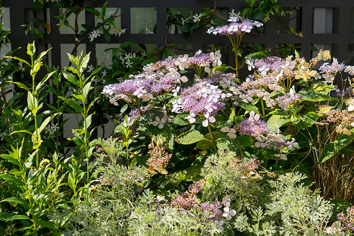 Opus Paysage-Paysagiste-Jardins suspendus pour un triplex parisien-Jardin - photo 1