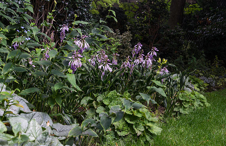 Opus Paysage-Paysagiste-De l'ombre à la lumière-Jardin - photo 3