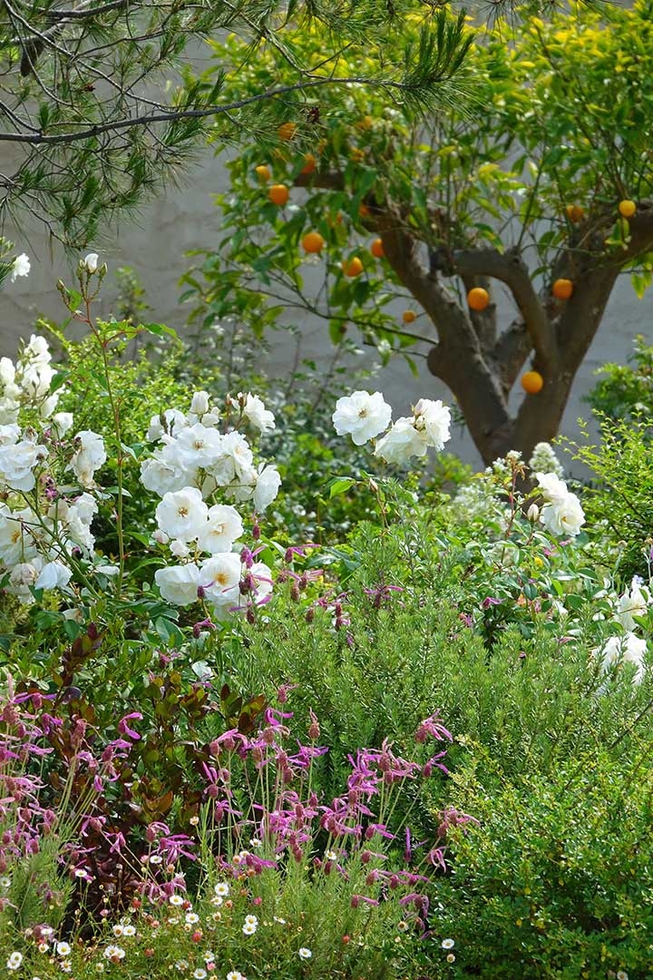 Opus Paysage-Paysagiste-Un jardin méditerranéen - Le Jardin du Parthénon-Jardin - photo 3