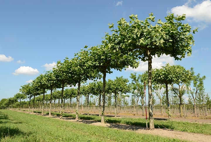 Baum & Bonheur-Pépinièriste-Les platanes (platanus acerifolia)-0 - photo 1