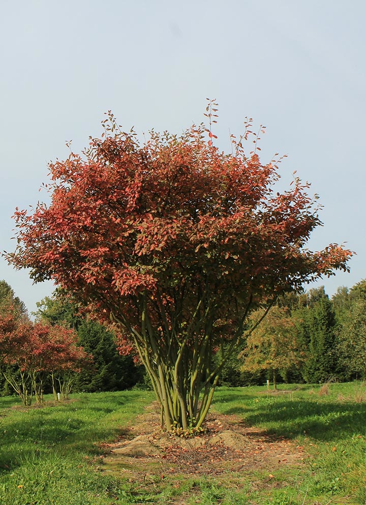 Baum & Bonheur-Pépinièriste-Les amélanchiers (Amelanchier lamarckii )-0 - photo 1