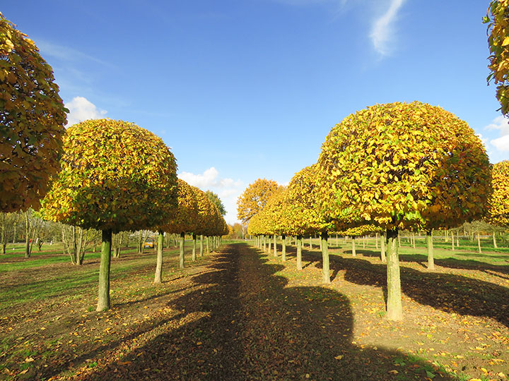 Baum & Bonheur-Pépinièriste-Les arbres de fer (Parrotia persica)-0 - photo 1