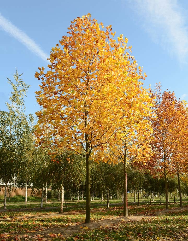 Baum & Bonheur-Pépinièriste-Les tulipiers (Liriodendron tulipifera)-0 - photo 1