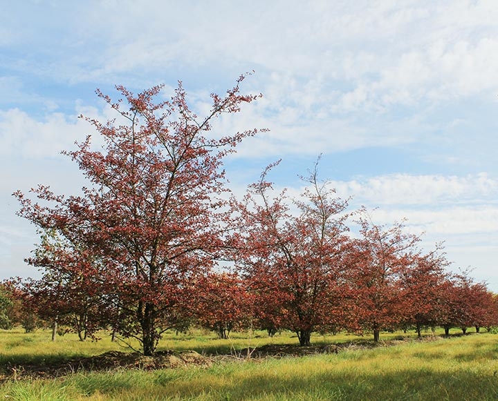 Baum & Bonheur-Pépinièriste-Les aubépines (Crataegus prunifolia)-0 - photo 1