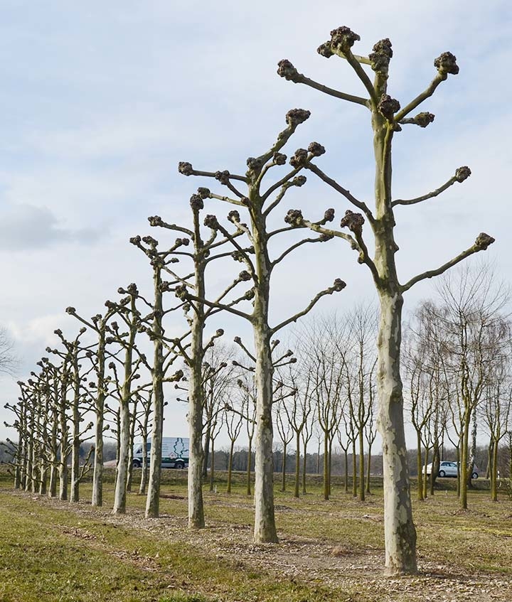 Baum & Bonheur-Pépinièriste-Les platanes (platanus acerifolia)-0 - photo 2