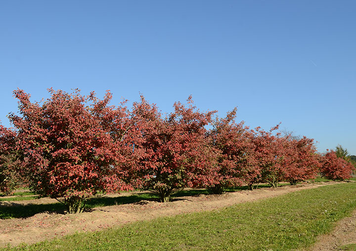 Baum & Bonheur-Pépinièriste-Les amélanchiers (Amelanchier lamarckii )-0 - photo 2