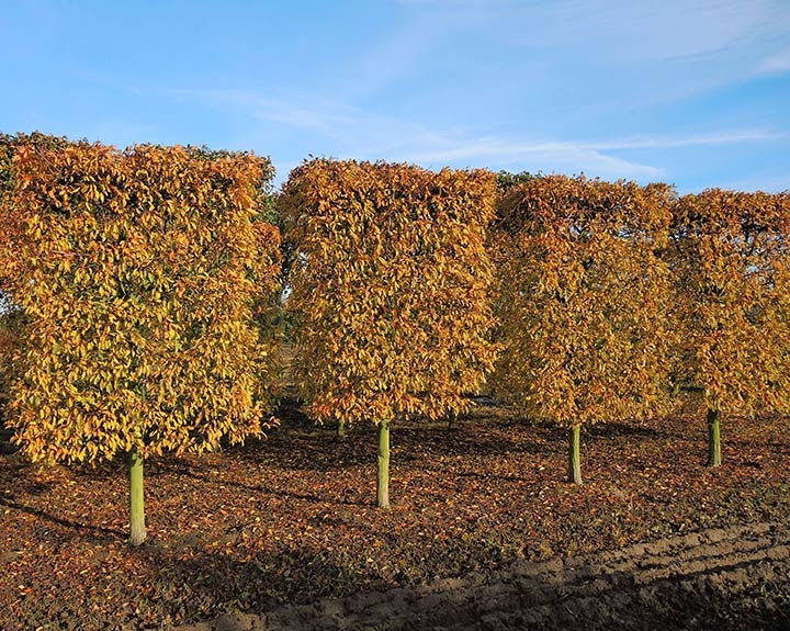 Baum & Bonheur-Pépinièriste-Les pommiers (Malus Eleyi, Malus Hillieri, Malus Toringo)-0 - photo 2