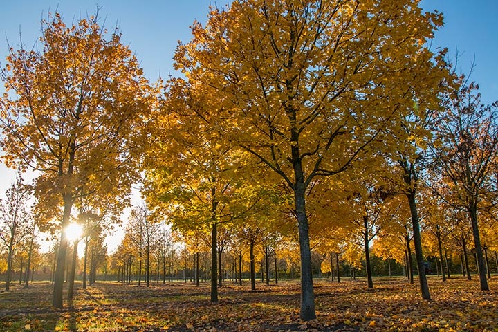 Baum & Bonheur-Pépinièriste-Les érables (Acer platanoides)-0 - photo 2