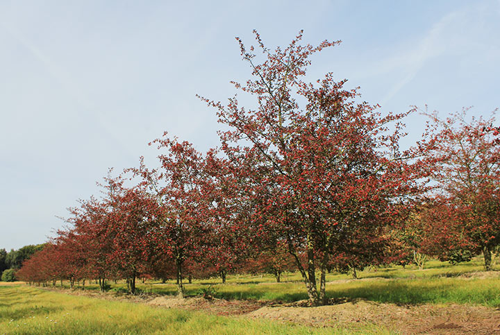 Baum & Bonheur-Pépinièriste-Les liquidambars (Liquidambar styraciflua)-0 - photo 2