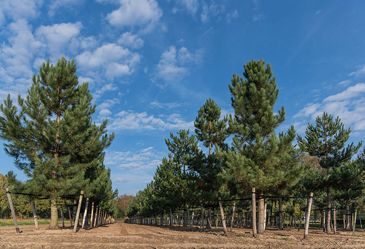 Baum & Bonheur-Pépinièriste-Les pins (Pinus sylvestris, Pinus nigra)-0 - photo 2