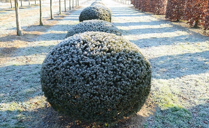 Baum & Bonheur-Pépinièriste-Les ifs topiaires (taxus baccata)-0 - photo 2