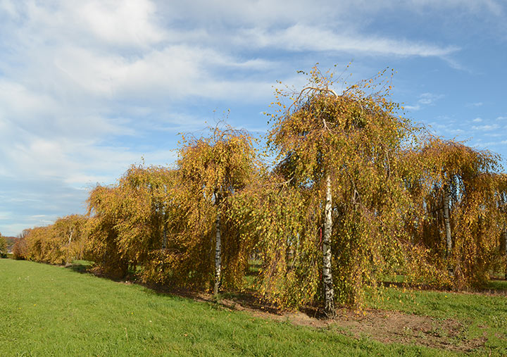 Baum & Bonheur-Pépinièriste-Les bouleaux (Betula Pendula Youngii)-0 - photo 2