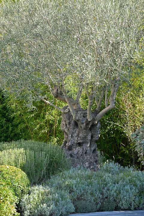 Jardins Intemporels-Paysagiste-Amenagement d'un jardin contemporain dans le Loiret-Jardin - photo 2