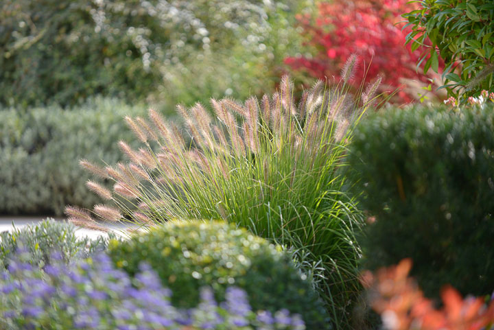 Jardins Intemporels-Paysagiste-Amenagement d'un jardin contemporain dans le Loiret-Jardin - photo 4