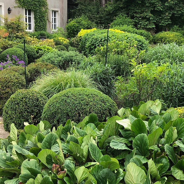 Jardins Intemporels-Paysagiste-Aménagement paysager d'un jardin de buis-Jardin - photo 1