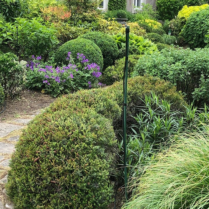 Jardins Intemporels-Paysagiste-Aménagement paysager d'un jardin de buis-Jardin - photo 3