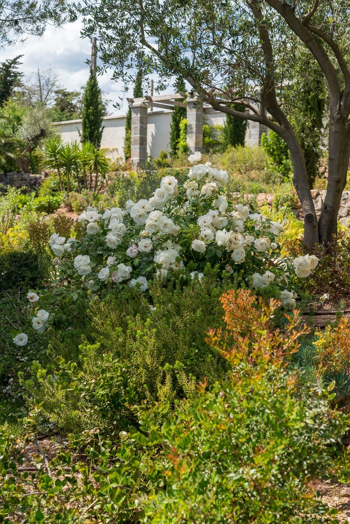 Opus Paysage-Paysagiste-Un jardin méditerranéen - Le Jardin du Parthénon-Jardin - photo 4