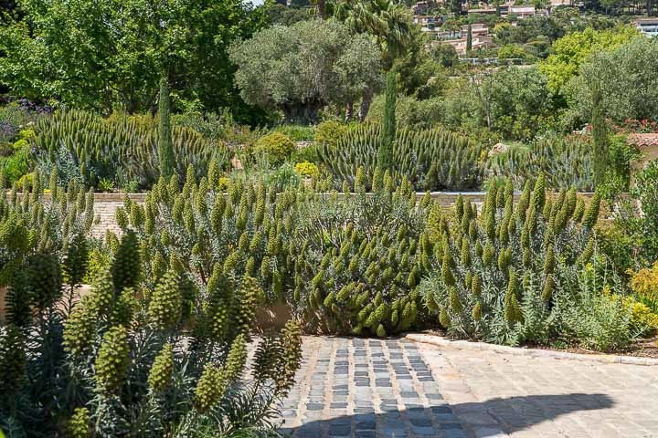 Opus Paysage-Paysagiste-Un jardin méditerranéen - Le Jardin du Parthénon-Jardin - photo 4