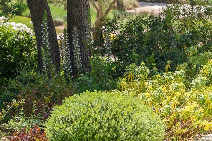 Opus Paysage-Paysagiste-Un jardin méditerranéen - Le Jardin du Parthénon-Jardin - photo 2